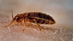 Čoho sa boja posteľné ploštice? Vedci odhalili ich najväčší strach