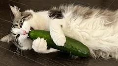 Naozaj sa mačky boja uhoriek? A prečo?