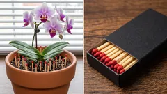 Načo zapichovať zápalky do kvetináčov s rastlinami – a či to naozaj pomáha