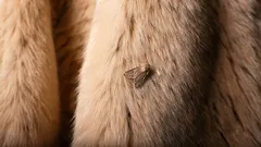 Moľa navždy zmizne z vášho domu: zapamätajte si 3 vône, ktorých sa tento škodca bojí