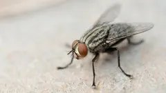 Už žiadne muchy u vás doma: stačí opražiť toto domáce korenie a môžete na ne zabudnúť