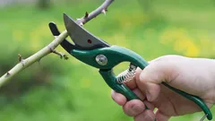 Päť rastlín, ktoré treba v marci určite orezať, aby krásne kvitli