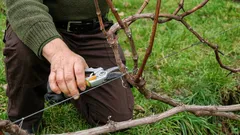 Čo robiť s viničom na jar, aby ste v lete získali bohatú úrodu: užitočné tipy