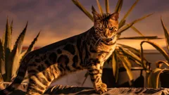 Nelínajú, nezapáchajú a málokedy bývajú choré: 3 plemená mačiek pre tých, ktorí si cenia čistotu a pokoj