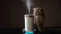 Ako sa zbaviť zápachu po mačke: jednoduché spôsoby aj v tých najťažších prípadoch