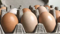 Ako skladovať vajcia, aby zostali čerstvé niekoľko týždňov: tipy od šéfkuchárov