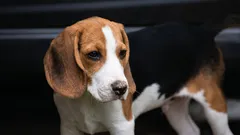 Ktoré psy chorľavejú najmenej? 10 plemien s najpevnejším zdravím