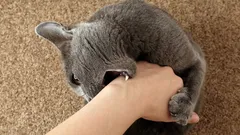 Prečo jedna mačka miluje hladkanie a druhá pred ním uteká