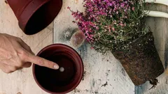 Prečo je otvor na dne kvetináča pre izbové rastliny dôležitejší, než si mnohí myslia