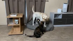 Prečo sa mačky neustále chcú biť so psami?