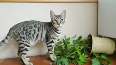 Prečo mačky zhadzujú veci na podlahu? 5 dôvodov, ktoré vysvetľujú tento nepríjemný zvyk.