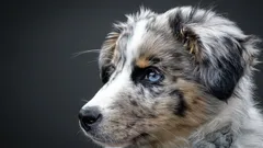 Ktoré plemeno psa sa najľahšie cvičí a hodí sa do rodiny?