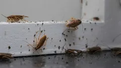 Nikdy nevieš, kedy sa môžu objaviť, preto je dôležité poznať spôsoby boja vopred.